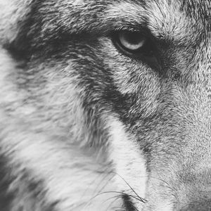 Meet your Posher, Louis